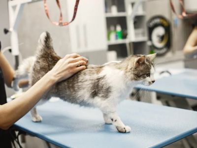 Emergency Vet Advice Explained: Keeping Your Cats Healthy in the UK