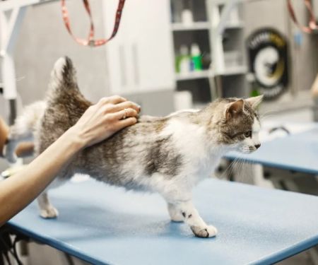 Emergency Vet Advice Explained: Keeping Your Cats Healthy in the UK