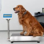 The Importance of Weight Management for Puppies – UK Edition: A Guide for Healthy Growth