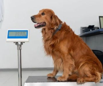 The Importance of Weight Management for Puppies – UK Edition: A Guide for Healthy Growth