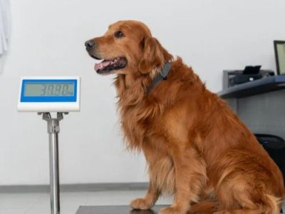 The Importance of Weight Management for Puppies – UK Edition: A Guide for Healthy Growth