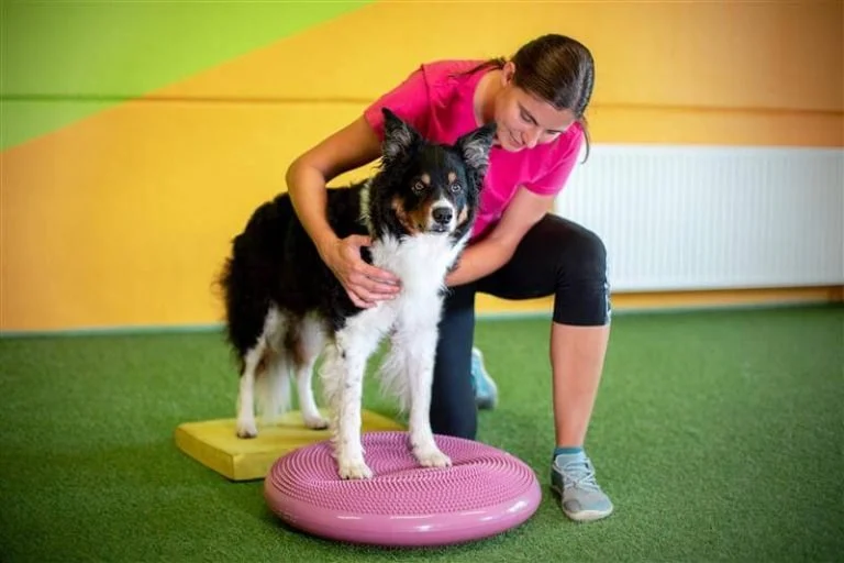 Vet-Approved Exercise and Fitness for Senior Pets