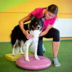 Vet-Approved Exercise and Fitness for Senior Pets