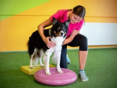 Vet-Approved Exercise and Fitness for Senior Pets