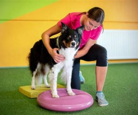Vet-Approved Exercise and Fitness for Senior Pets