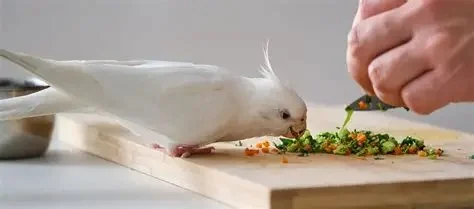 Expert Vet Advice on Nutrition Tips for Birds