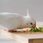 Expert Vet Advice on Nutrition Tips for Birds