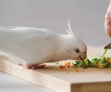 Expert Vet Advice on Nutrition Tips for Birds