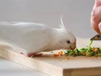 Expert Vet Advice on Nutrition Tips for Birds