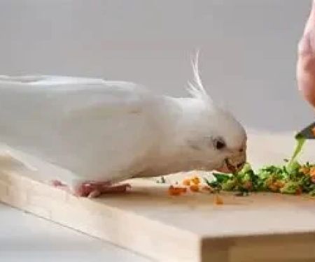 Expert Vet Advice on Nutrition Tips for Birds