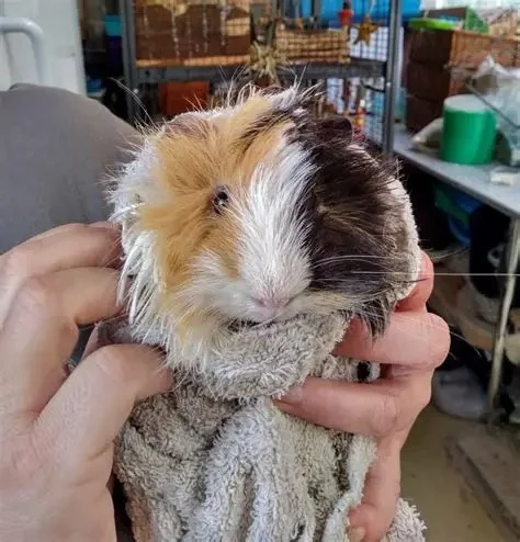 How to Improve Guinea Pigs Adoption Guide at Home: Expert Tips and Advice