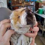 How to Improve Guinea Pigs Adoption Guide at Home: Expert Tips and Advice