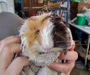 How to Improve Guinea Pigs Adoption Guide at Home: Expert Tips and Advice