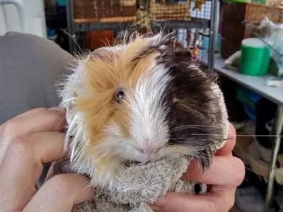 How to Improve Guinea Pigs Adoption Guide at Home: Expert Tips and Advice