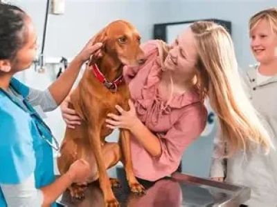 The Importance of Spaying and Neutering for Dogs – UK Edition