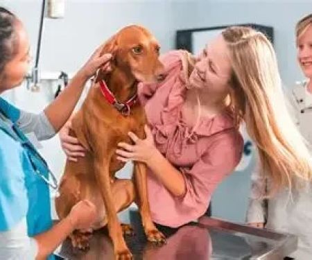 The Importance of Spaying and Neutering for Dogs – UK Edition