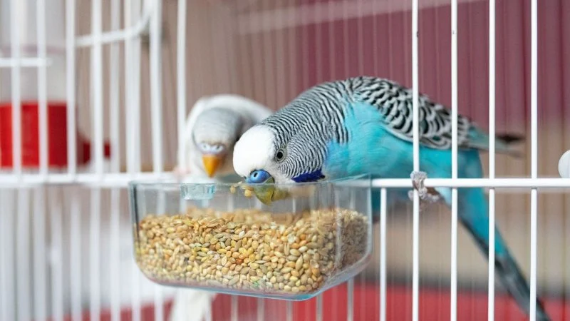 UK Pet Owner’s Guide to Puppy and Kitten Care for Birds