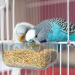 UK Pet Owner’s Guide to Puppy and Kitten Care for Birds