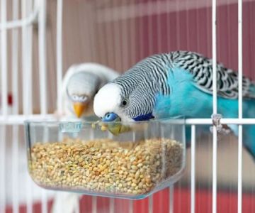 UK Pet Owner’s Guide to Puppy and Kitten Care for Birds