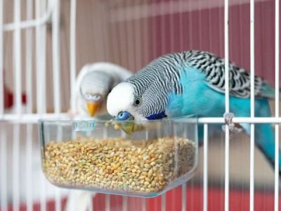 UK Pet Owner’s Guide to Puppy and Kitten Care for Birds