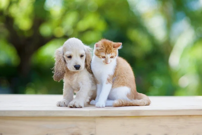 Top 10 Puppy and Kitten Care Tips Every UK Pet Owner Should Know