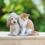 Top 10 Puppy and Kitten Care Tips Every UK Pet Owner Should Know