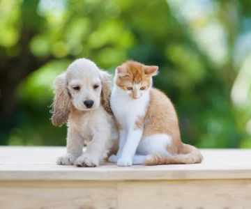 Top 10 Puppy and Kitten Care Tips Every UK Pet Owner Should Know