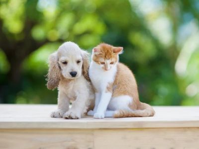 Top 10 Puppy and Kitten Care Tips Every UK Pet Owner Should Know
