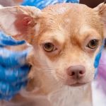 Top 10 Allergy Care Every Dogs Owner in the UK Should Know