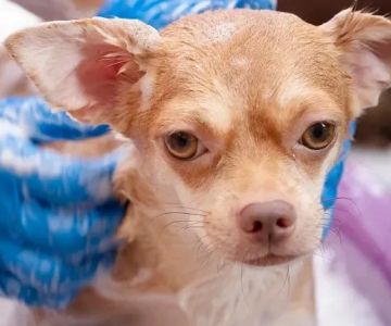 Top 10 Allergy Care Every Dogs Owner in the UK Should Know