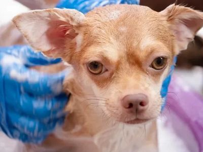 Top 10 Allergy Care Every Dogs Owner in the UK Should Know