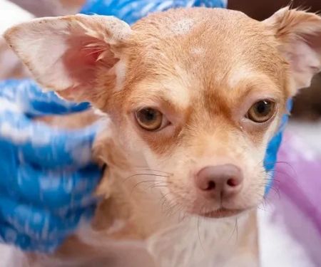 Top 10 Allergy Care Every Dogs Owner in the UK Should Know