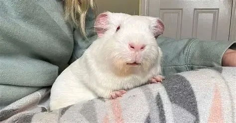 Complete Guide to Adoption for Guinea Pigs: Everything You Need to Know