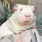Complete Guide to Adoption for Guinea Pigs: Everything You Need to Know