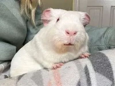 Complete Guide to Adoption for Guinea Pigs: Everything You Need to Know