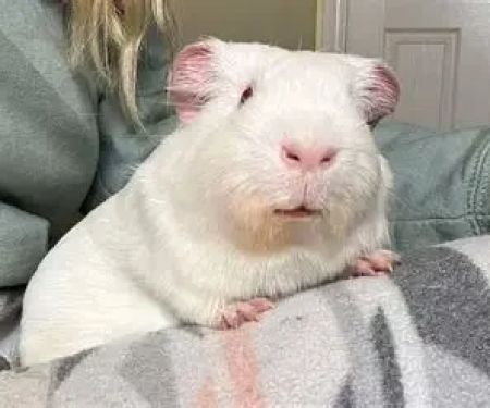 Complete Guide to Adoption for Guinea Pigs: Everything You Need to Know