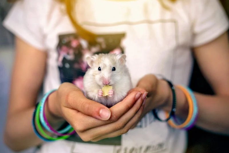 UK Pet Owner’s Guide to Health Checkups for Hamsters: Essential Tips for Keeping Your Pet Healthy