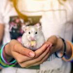 UK Pet Owner’s Guide to Health Checkups for Hamsters: Essential Tips for Keeping Your Pet Healthy