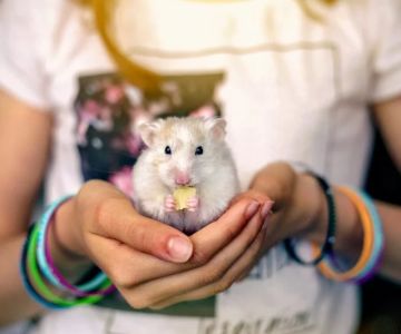 UK Pet Owner’s Guide to Health Checkups for Hamsters: Essential Tips for Keeping Your Pet Healthy