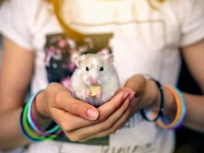 UK Pet Owner’s Guide to Health Checkups for Hamsters: Essential Tips for Keeping Your Pet Healthy