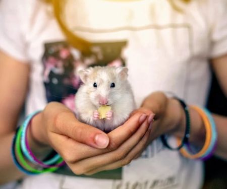 UK Pet Owner’s Guide to Health Checkups for Hamsters: Essential Tips for Keeping Your Pet Healthy