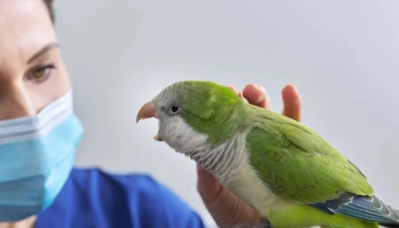 Expert Vet Advice on Seasonal Health Tips for Birds