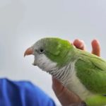 Expert Vet Advice on Seasonal Health Tips for Birds