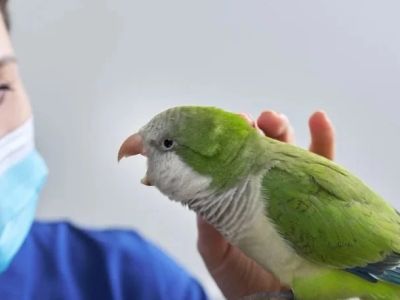 Expert Vet Advice on Seasonal Health Tips for Birds