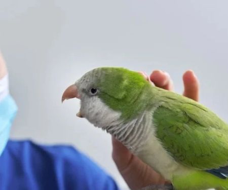 Expert Vet Advice on Seasonal Health Tips for Birds