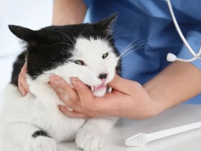 Complete Guide to Dental Care for Kittens: Essential Tips for Healthy Teeth
