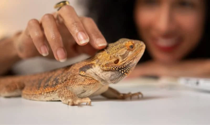 UK Pet Owner’s Guide to Adoption for Reptiles