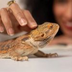 UK Pet Owner’s Guide to Adoption for Reptiles
