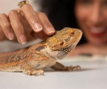 UK Pet Owner’s Guide to Adoption for Reptiles