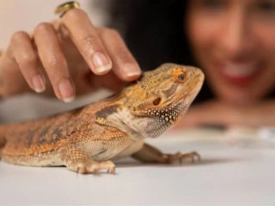 UK Pet Owner’s Guide to Adoption for Reptiles